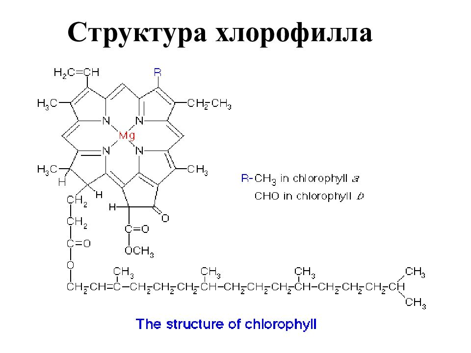 Хлорофилл состав. Формула строения хлорофилла. Строение хлорофилла магний. Строение молекулы хлорофилла. Хлорофилл формула химическая структура.