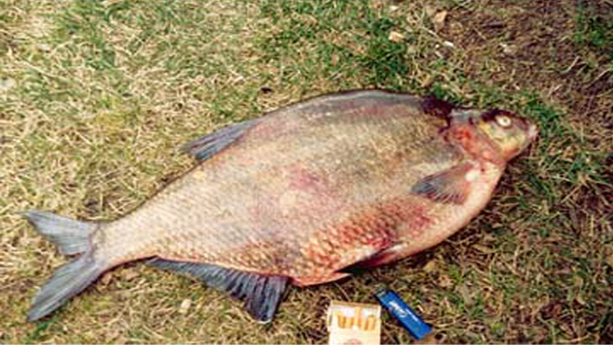 Доклад о леще. Лещ описание рыбы. Лещ 4-5кг. Лещ и густера отличия. Лещ и кит.