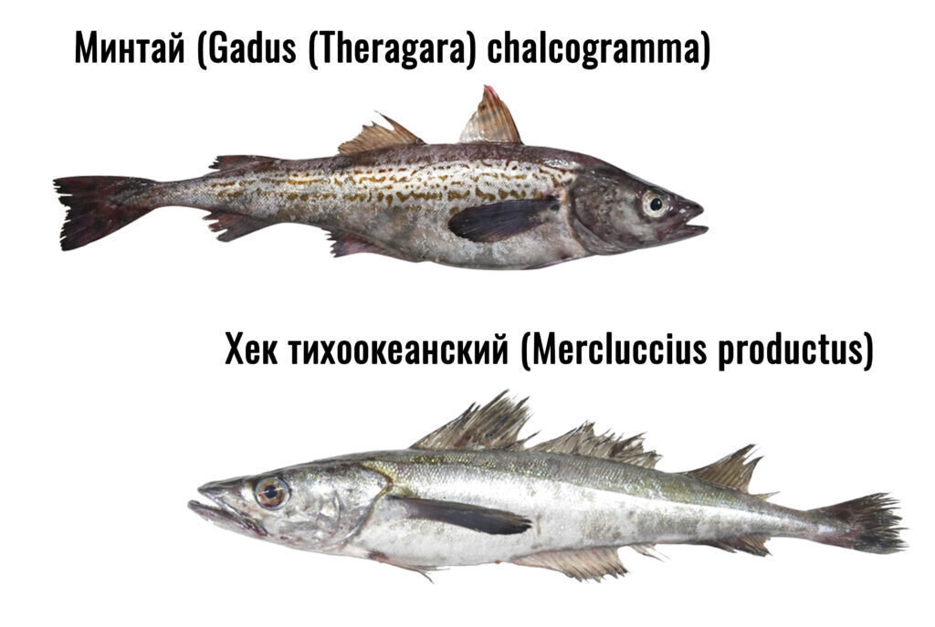 Рыба хек картинки