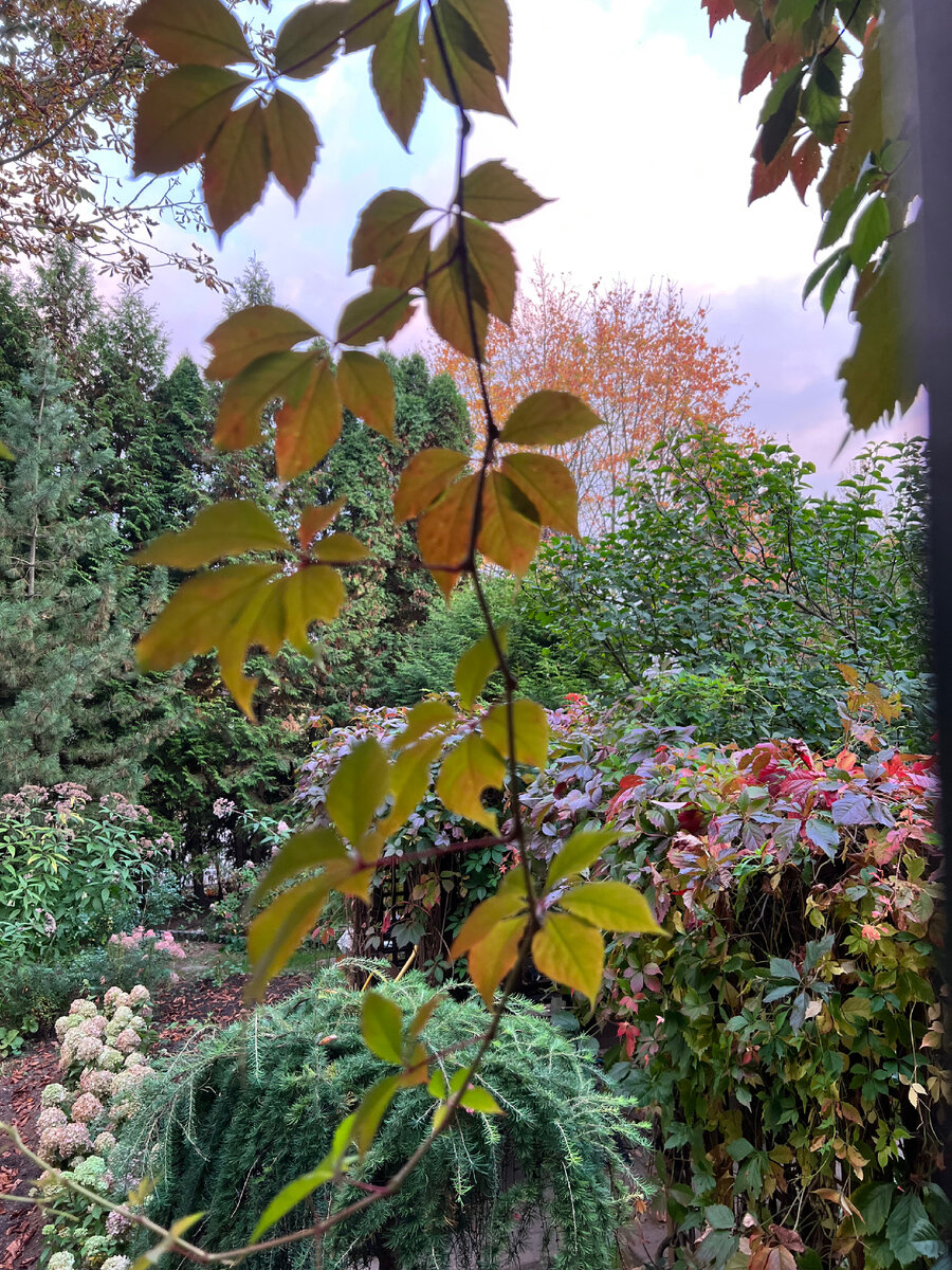 Фото автора. Уже совсем осень-осень. Немного грустно. Но как красиво.