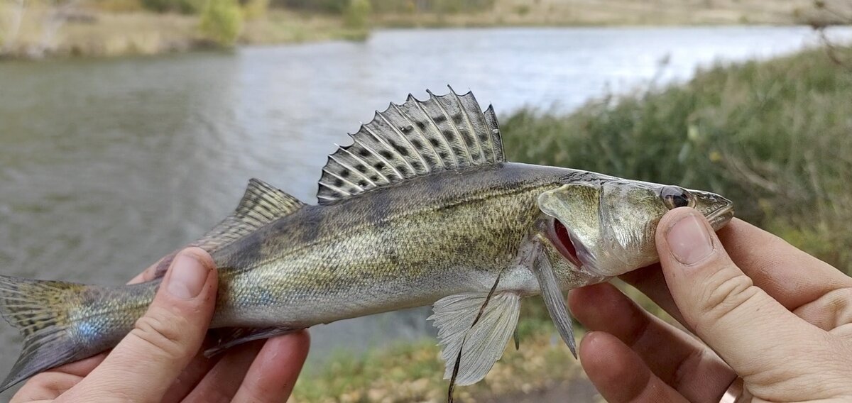 Вот такие Красавцы брались. Этот парень решил попозировать😄