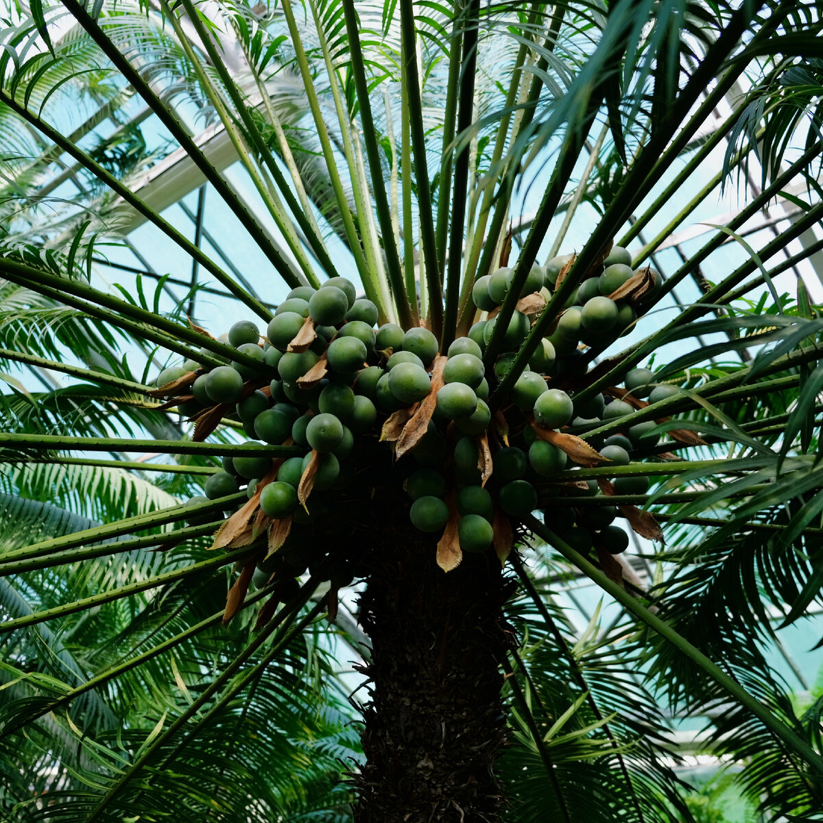 Саговник Cycas circinalis