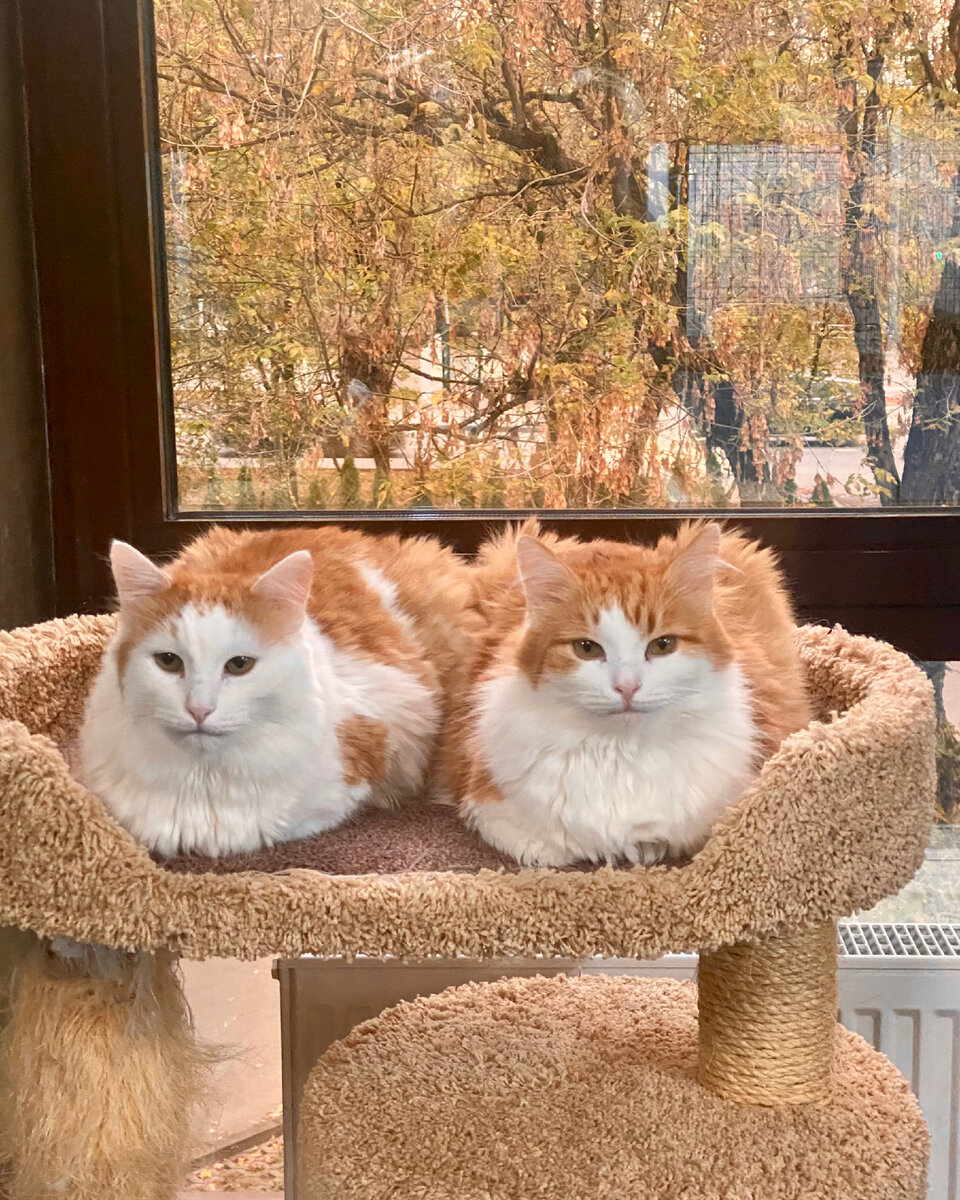 Осенние коты, полны милоты…