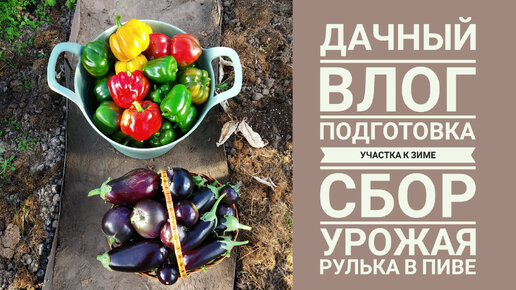 ДАЧНЫЙ ВЛОГ. СБОР ПОСЛЕДНЕГО УРОЖАЯ 2023🥕🥦🍆🌶️🥬 ГОТОВИМ ТЕПЛИЦЫ К ЗИМЕ. РЕЦЕПТ РУЛЬКИ В ПИВЕ 🍺.