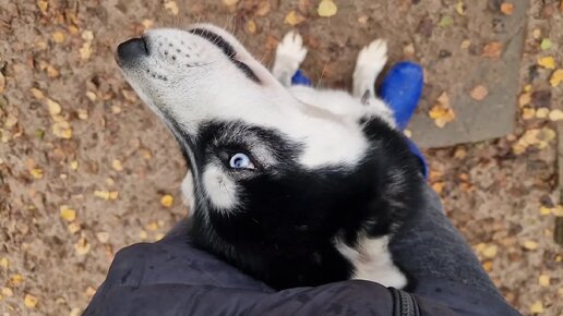 Медленные хаски😍😄. Для тех, кто хочет рассмотреть каждого и насладиться❤️