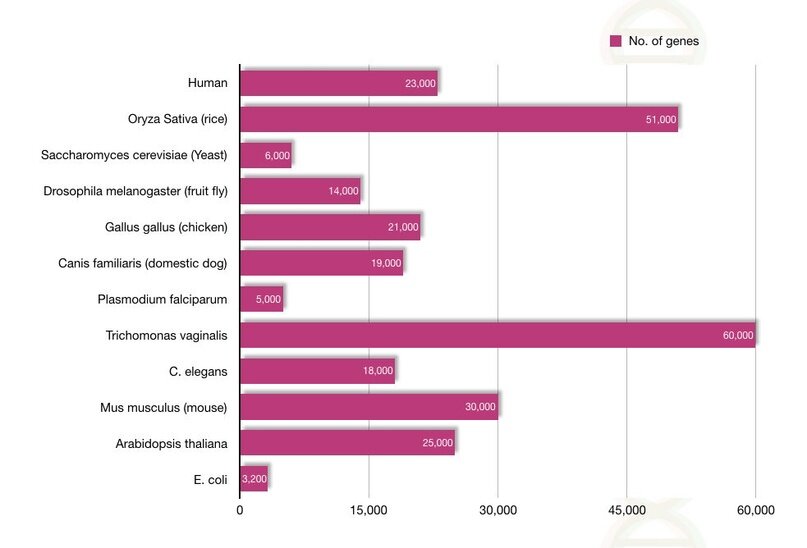                                                                    Число генов у разных организмов
