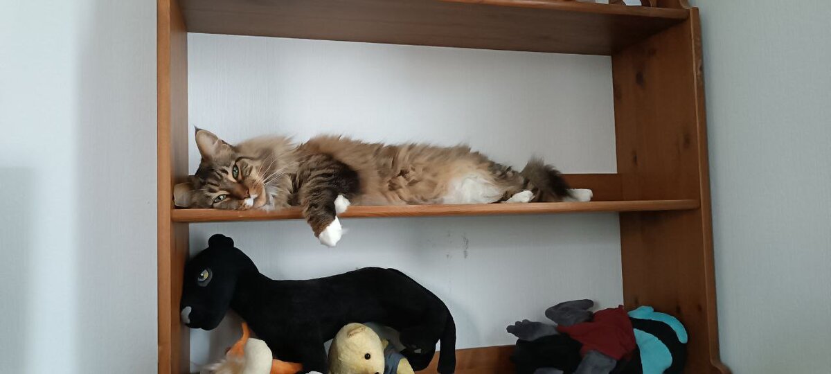 Моё любимое место, между прочим, а спит она... отъевшаяся!