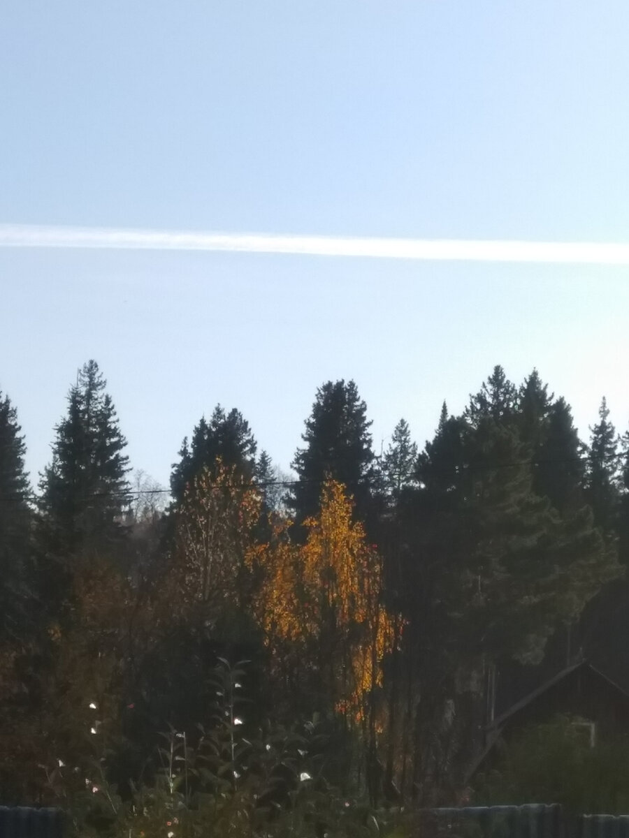 Фото автора. В субботу на даче