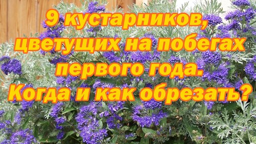 9 кустарников, цветущих на побегах первого года. Когда и как обрезать?