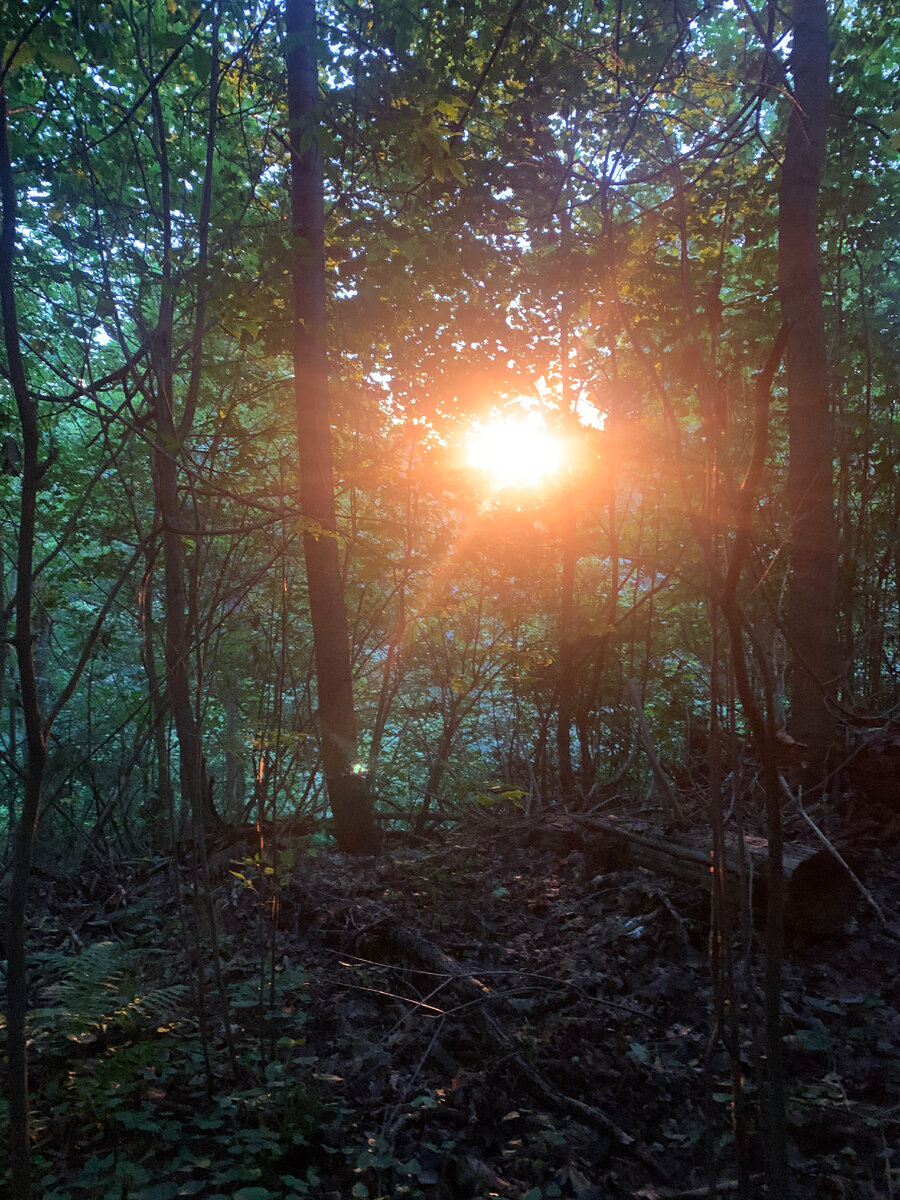 Фото сделано автором 