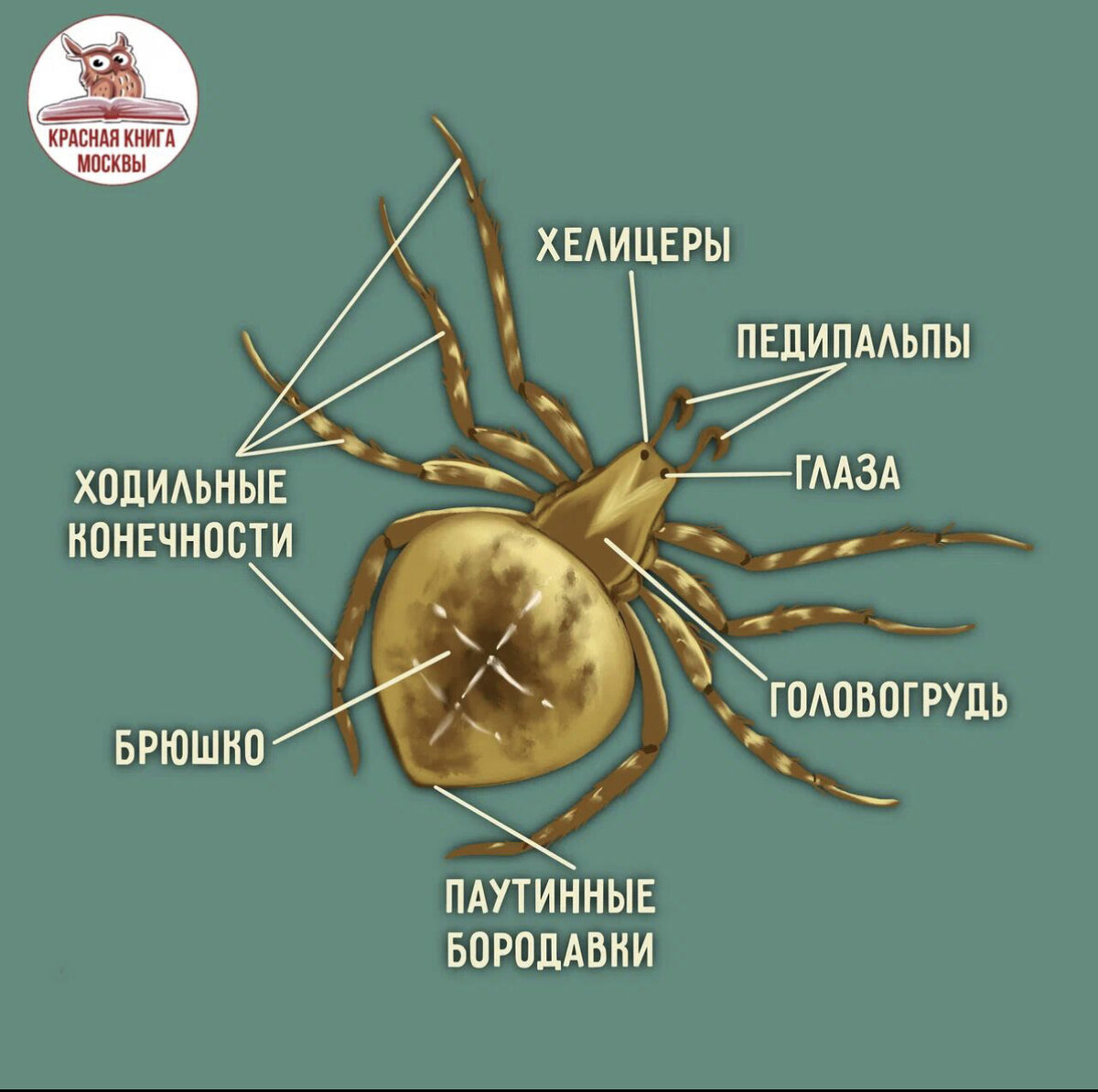 Интересные факты о пауках