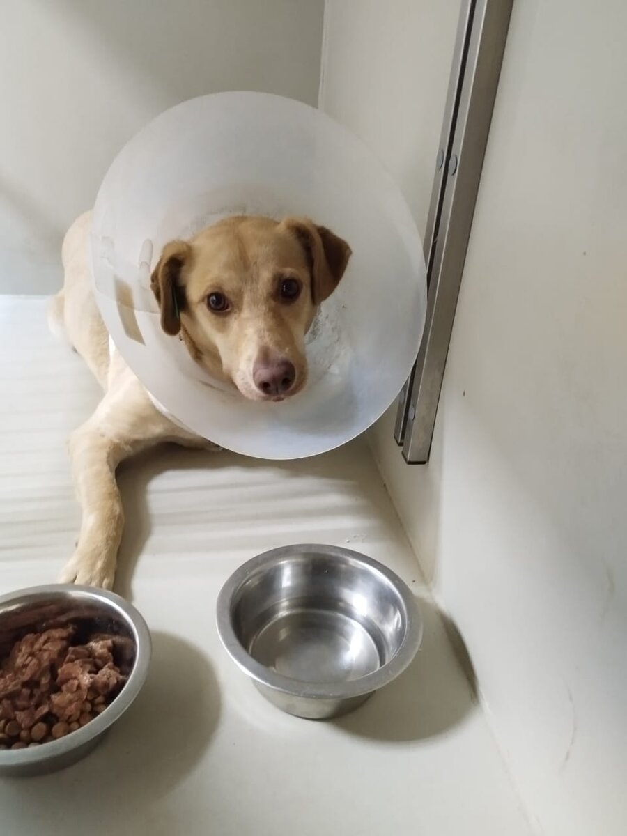 🆘Доброго времени друзья! 🆘 Я надеюсь Розу которая пострадала от руки человека и находится на стационарном лечении никто не забыл еще... Сегодня был в клинике, после операционная рана постепенно заживает, потом будут снова наложены швы. Стационар из за инфекции или из за не принятия шовного материала затягивается. Сегодня оплатил еще почти 5 тыс.. И купил еды на 800 рублей, это все что у меня было ((( Но она, милая добряшка, контактная, и очень хорошая ждет своего выздоровления и конечно же любимого доброго человека рядом... Но пока стационар... Который я не в силах платить, так как в приюте много проблем, о которых я даже не пишу ((( я прошу лишь об одном сейчас, помогите Розочке стать здоровой, помогите оплатить ее лечение... Пожалуйста помогите друзья...❤🙏🙏🙏 я искренне по человечески люблю каждого из вас... И знаю, что кроме вас, в тяжелой ситуации мне никто не поможет ((( 
⚠️⚠️#ДворНяшки_роза
Тинькофф  💳 5536 9141 7553 7806 ,привязана к номеру 89610580468
Сбербанк 💳 5484015419428646 на Ольгу Викторовну Г. к номеру тел не привязана.
Голодный номер 89610580468
Киви кошелек +79610580468
Ю -money 💳 2204 1201 0718 4299

Название организации
БЛАГОТВОРИТЕЛЬНЫЙ ФОНД ЗАЩИТЫ ЖИВОТНЫХ "ДВОРНЯШКИ"
Юридический адрес организации
403010, РОССИЯ, ВОЛГОГРАДСКАЯ ОБЛ, ГОРОДИЩЕНСКИЙ Р-Н, РП ЕРЗОВКА, УЛ ЛЕНИНА, Д 5А, КВ 1
ИНН
3455055760
КПП
345501001
ОГРН
1213400005433
Расчетный счет 💳
40703810200000734511
Банк
АО "ТИНЬКОФФ БАНК"
ИНН банка
7710140679
БИК банка
044525974
Корреспондентский счет банка
30101810145250000974
Юридический адрес банка
Москва, 127287, ул. Хуторская 2-я, д. 38А, стр. 26