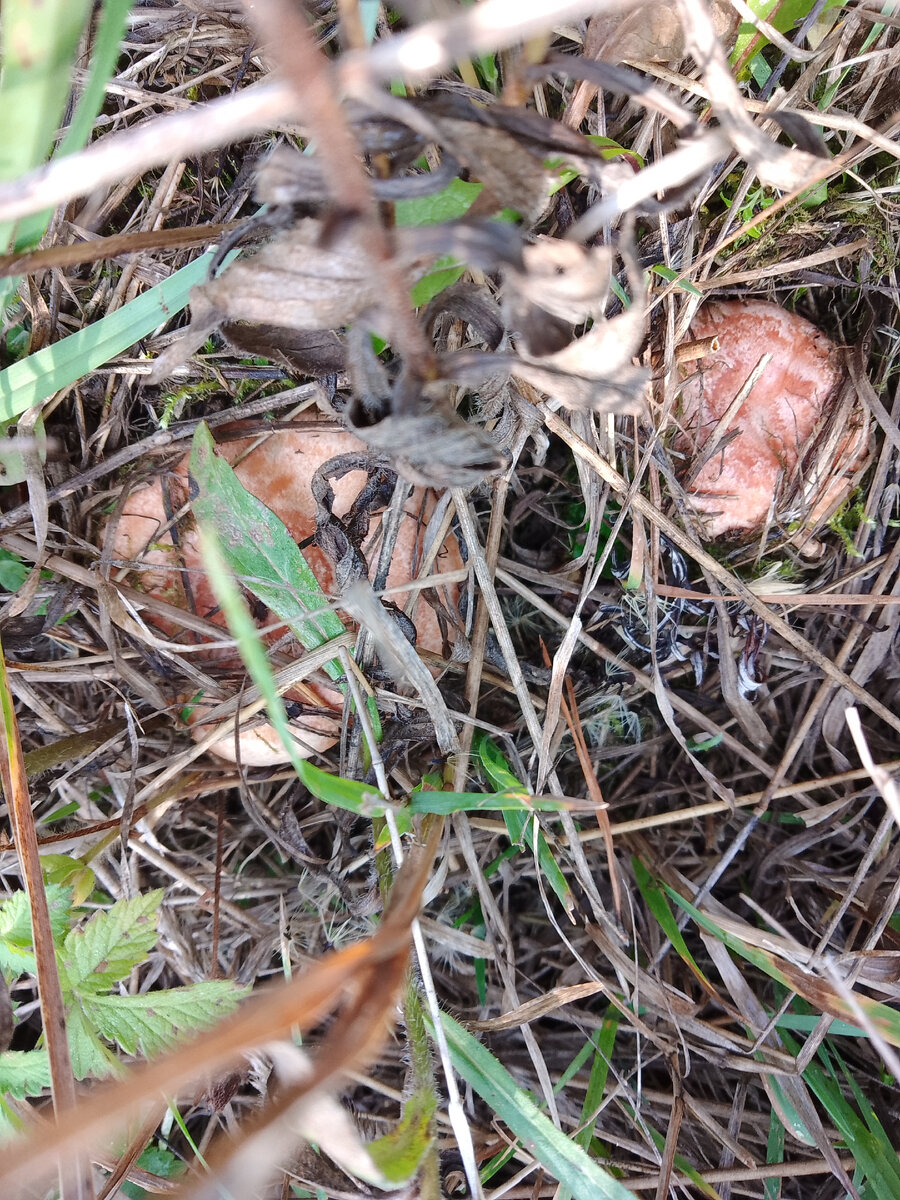 Рыжики спрятались...