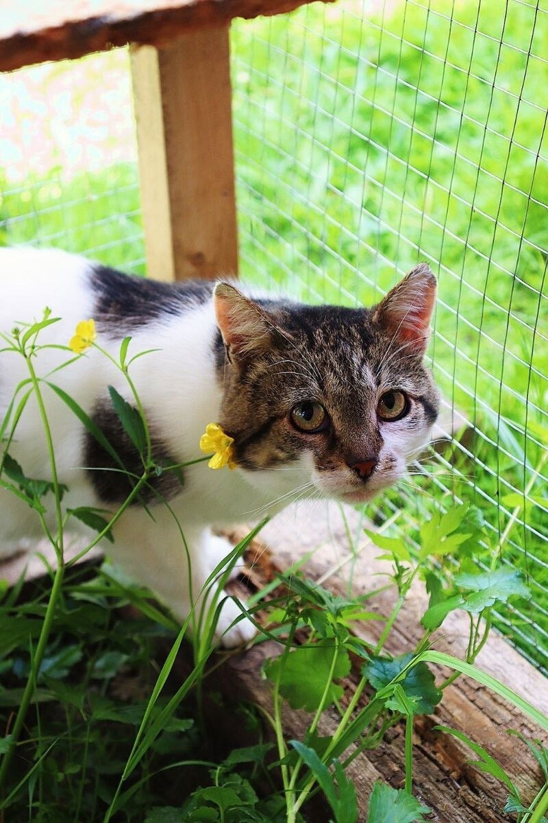 Кот Даня - застенчивый, но невероятно обаятельный❤️ Бывшедомашний,  выбросили на улицу. Выстоял, теперь ищет дом👩‍❤️‍💋‍👨🏡 | Кошкам - дом!|  О животных приюта ТиНАО и не только | Дзен