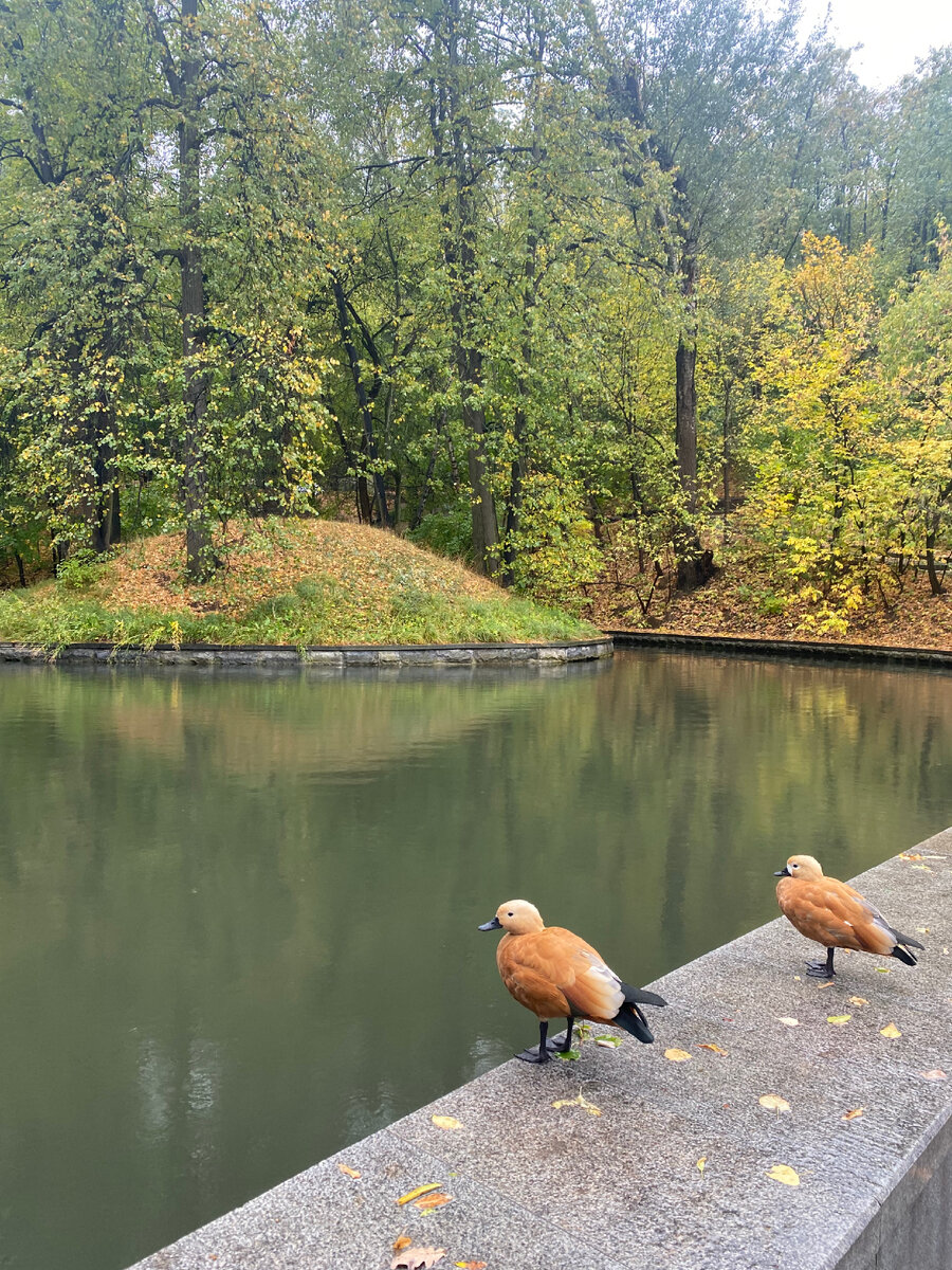 Утки приоделись в тон осени 