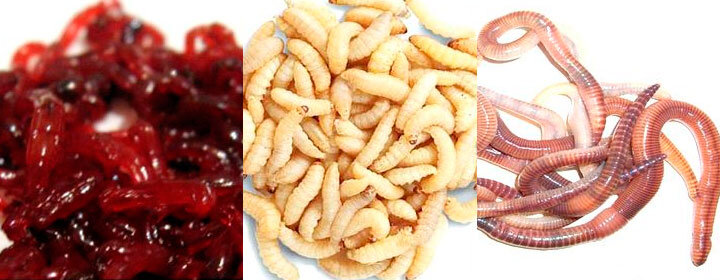 Мотыль                                          Опарыш                                      Червь