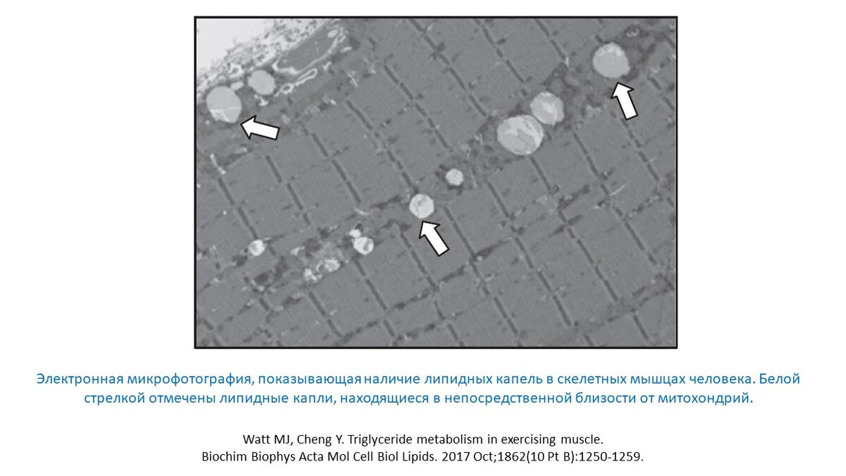 Рисунок 2. Капли жира рядом с митохондриями.