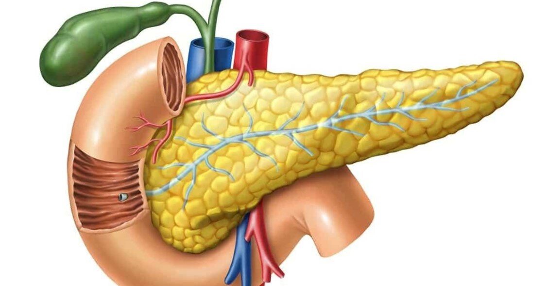 Так поджелудочную железу изображают в учебниках