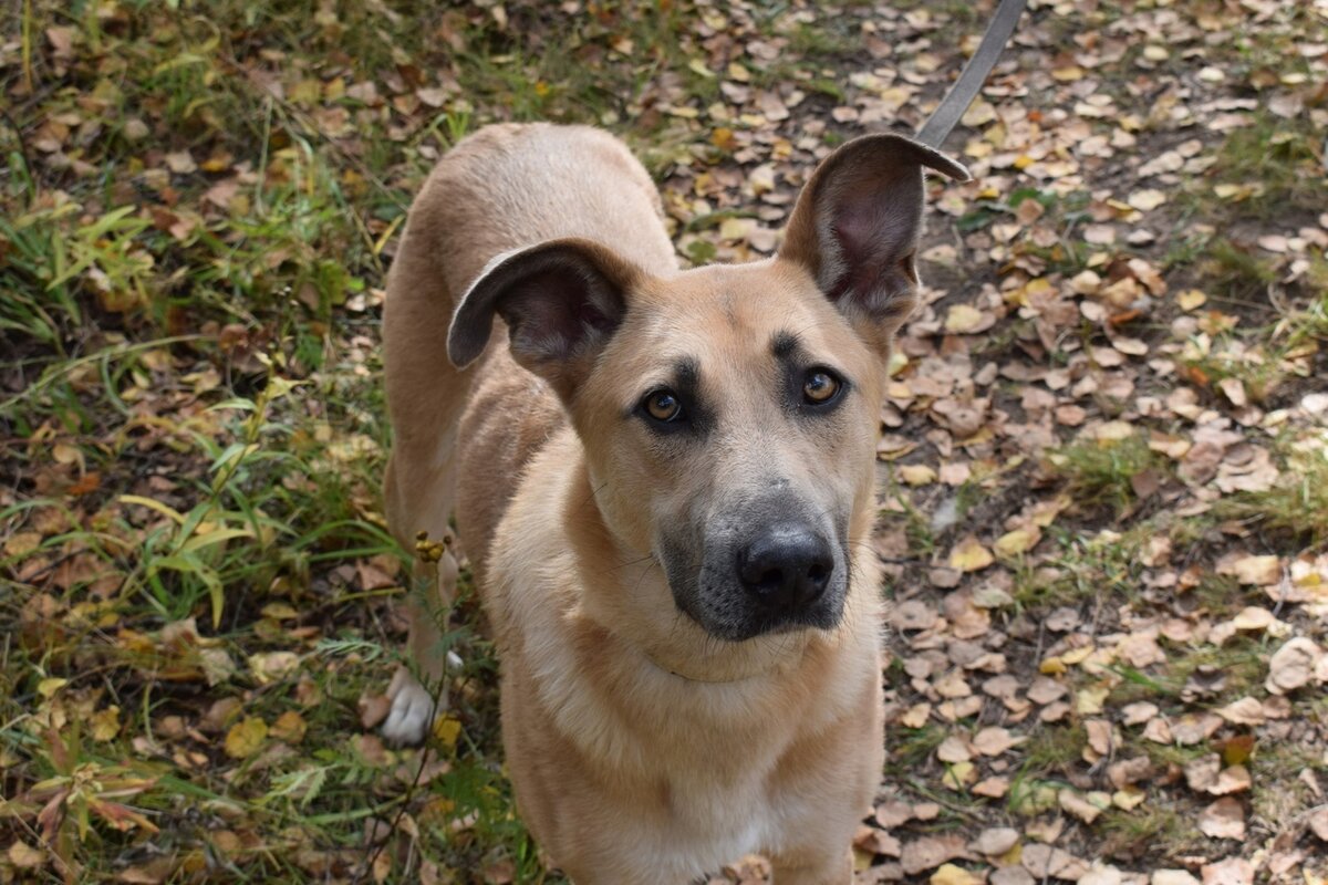 Чудесная собака Лилит, +7 903-255-47-22 (Елена), +7 916 372-95-17 (Ирина)