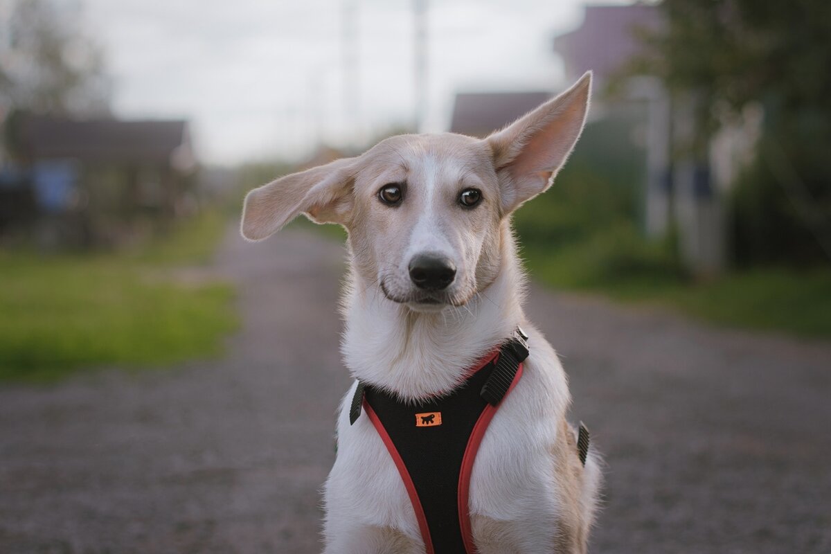 Застенчивый ушастик Бали, 89162753997 (вотсап) 