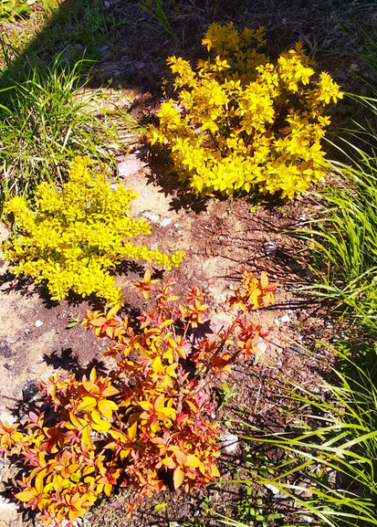 Такими спиреи были молоденькими