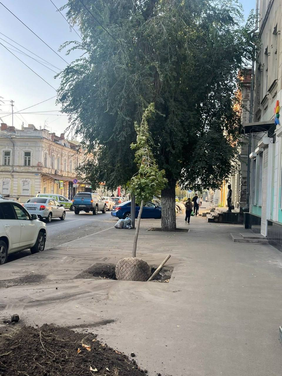 Озеленение Саратова: Как крупные деревья преображают городской ландшафт |  Саратовские новости | Дзен