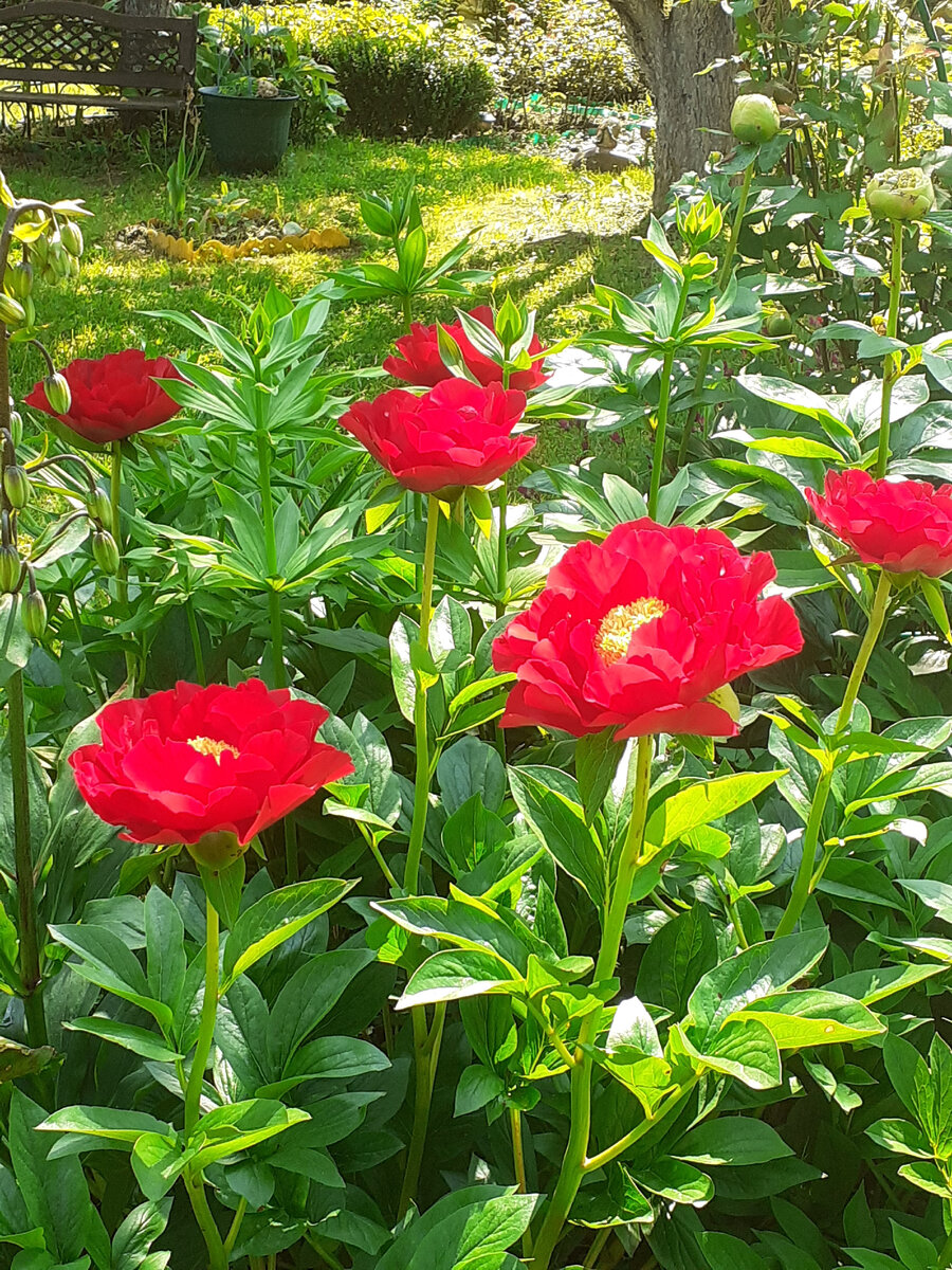 The Mackinac Grand в моем саду