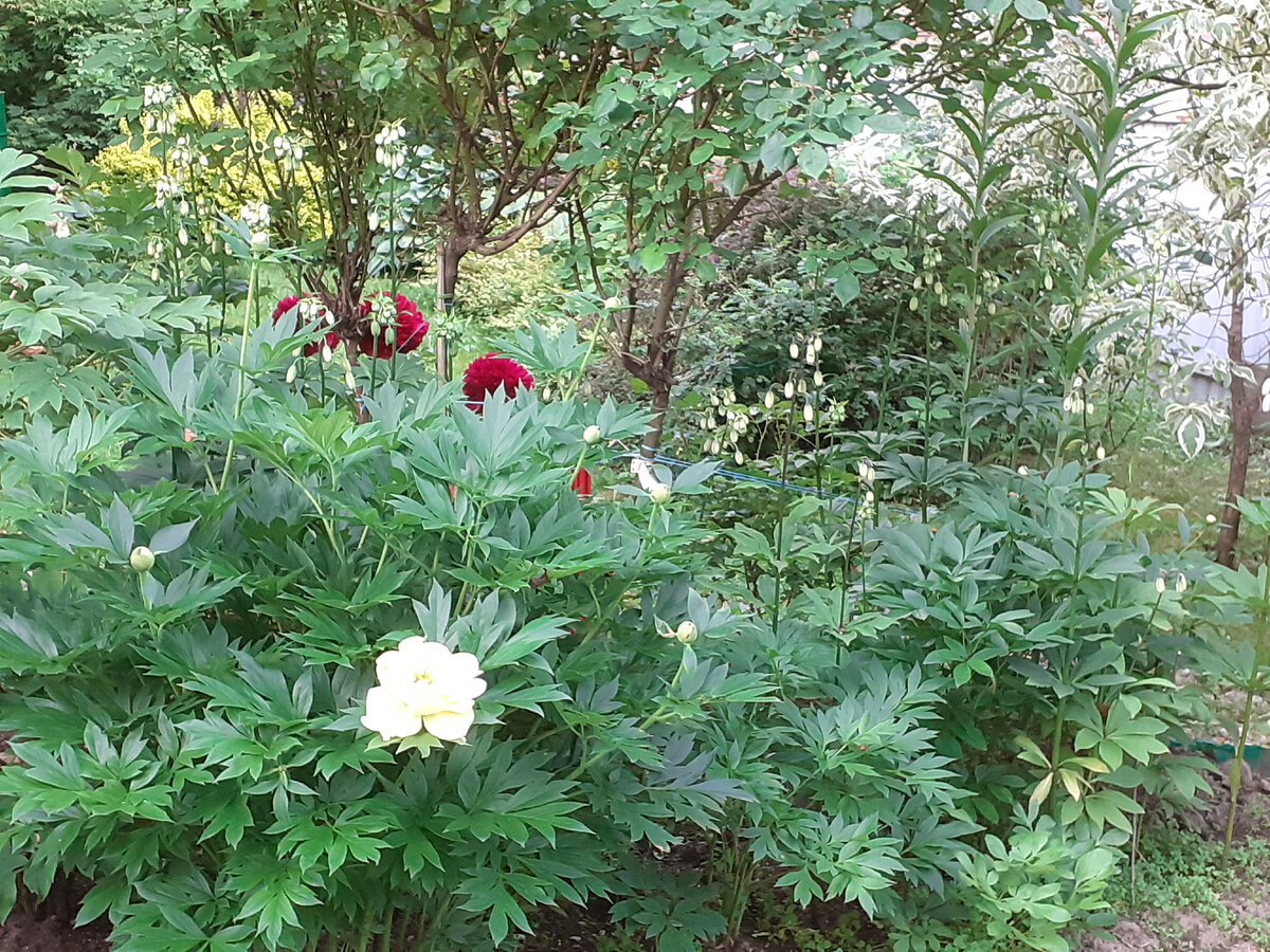 В моем саду