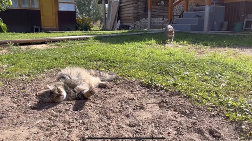 Балдёжный Марсик, Василий с сюрпризом, и удирающие от Пирата цыплята