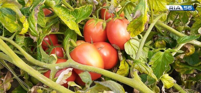    Аграрии Оренбурга собрали более 18 тысяч тонн овощей Кристина Просвиркина