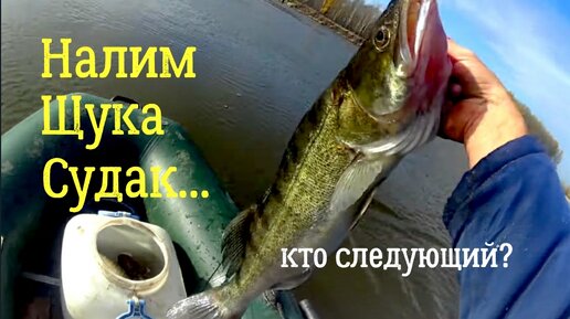 Проверка ПЕРЕТЯГИ. Вся рыба: От язя до судака! | Причулымье. Life | Дзен