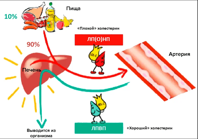 Каждый вид холестерина выполняет свою функцию в организме
