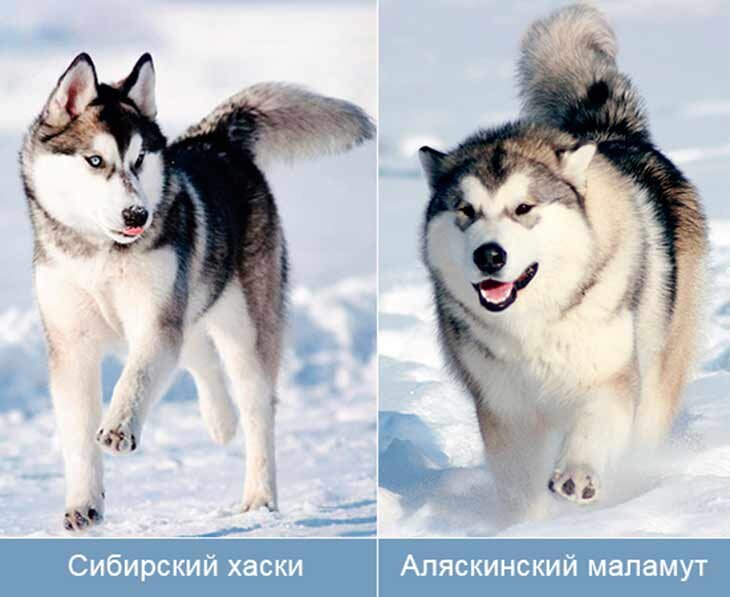 Отличие хаски от лайки — All Husky