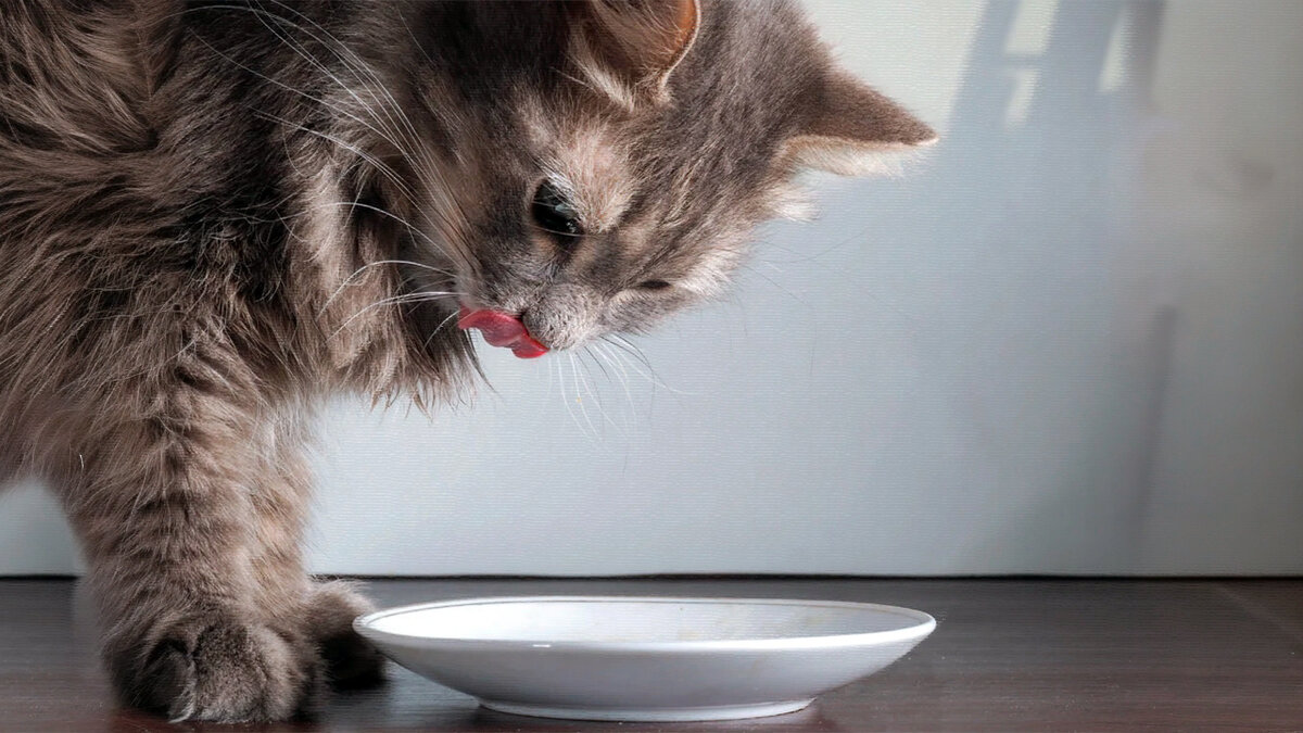 источник фото: cdn.shopify.com