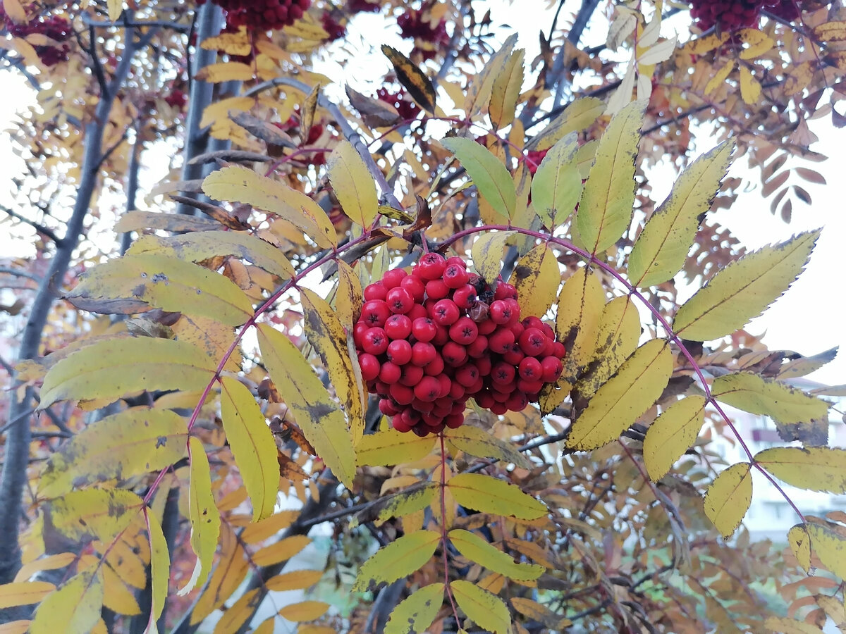 Люблю рябину, но не умею ее готовить