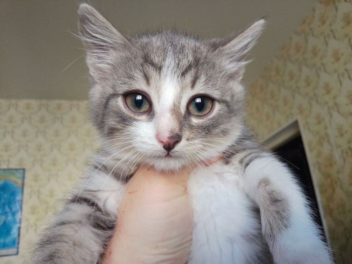 Дёмушка, ищет хозяев