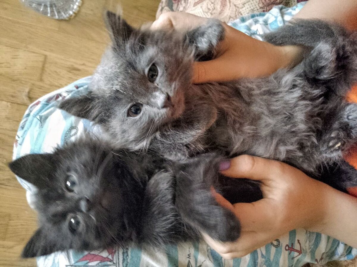 Кузя и Алёнка. Им скоро 2 месяца. Едят, сколько хотят