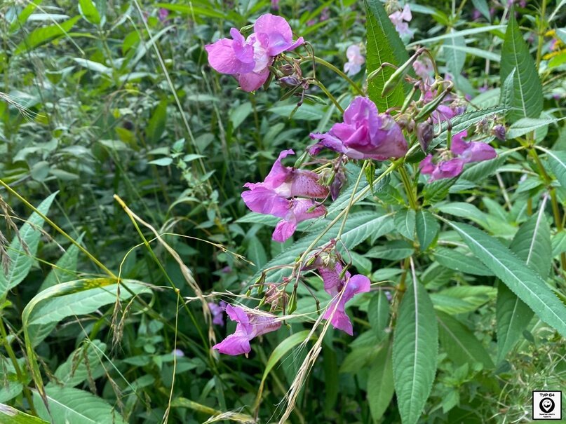 №2 (Недотрога желёзконосная в период цветения)