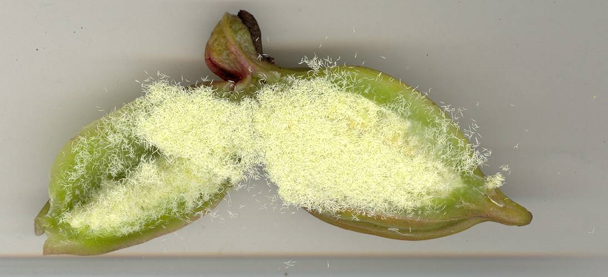 Черная орхидея (Coelogyne pandurata) 
