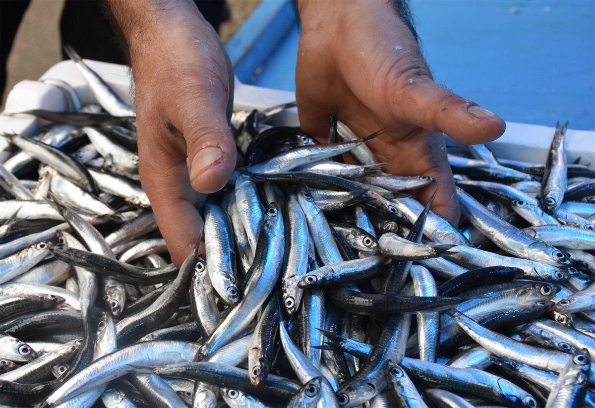Фото Яндекс.Картинки