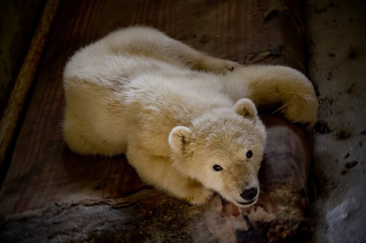 И куда вы меня повезёте? Фото: А. Сафонов, участник участник волонтёрской организации "Зелёная Арктика"