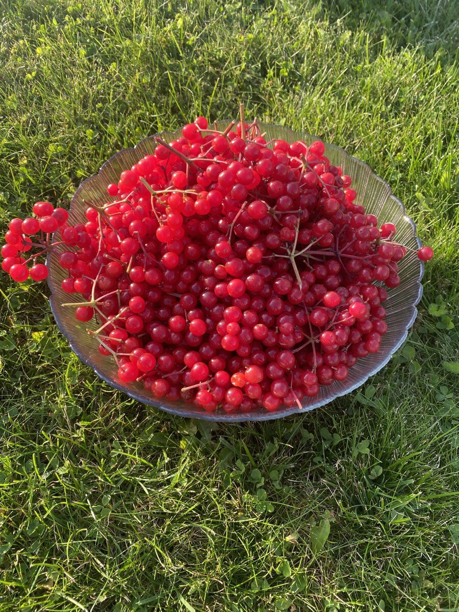 Калину охотно клюют птицы, поэтому опаздывать с уборкой не следует