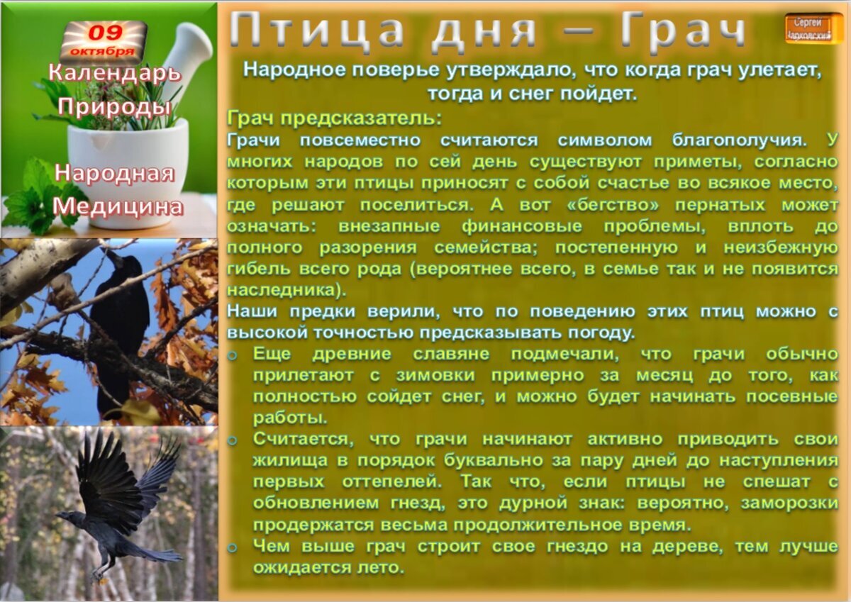31 октября приметы. Добреньких существ которые добренькие и снизу написано название