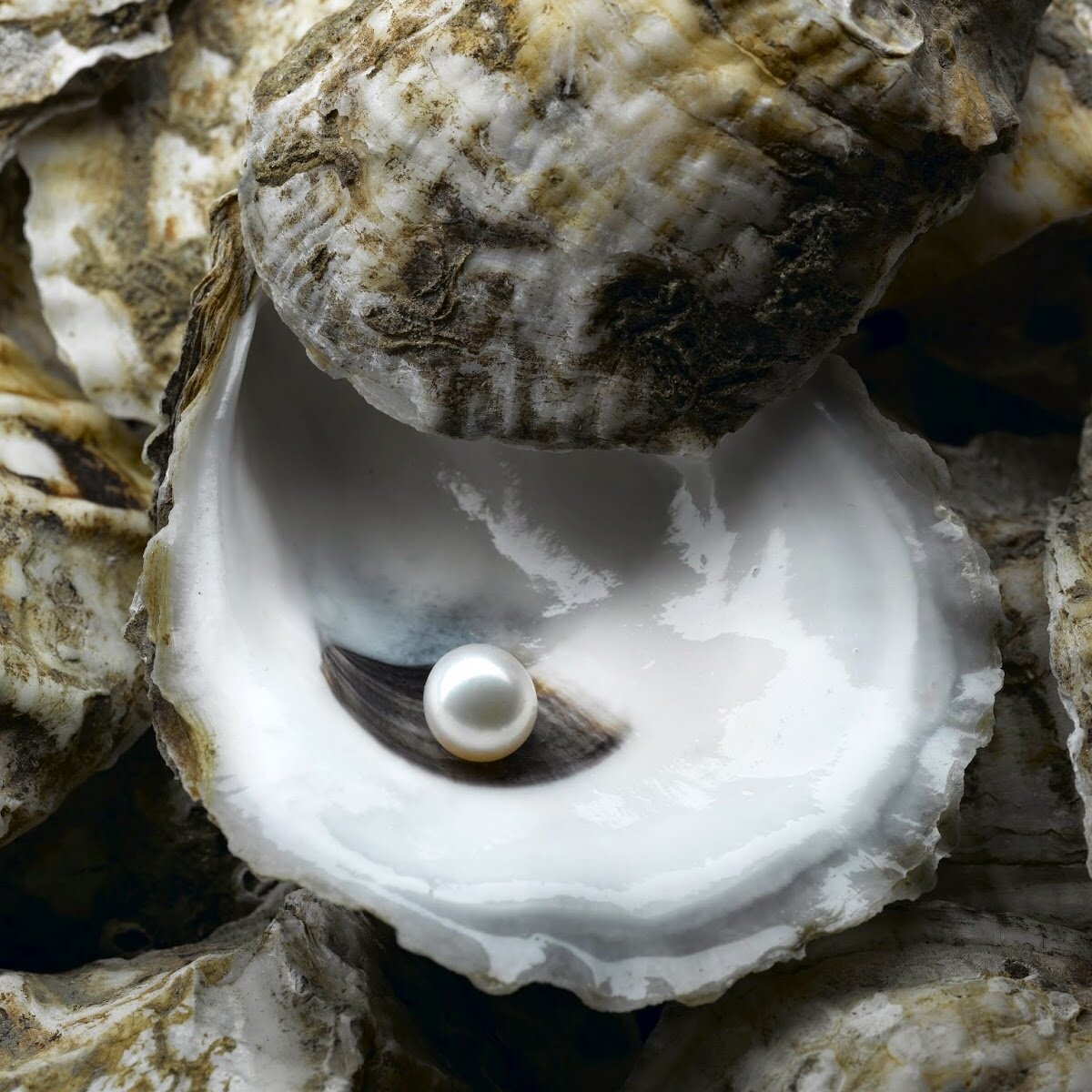 Перламутровая раковина моллюска с жемчужиной. Фото из открытых источников