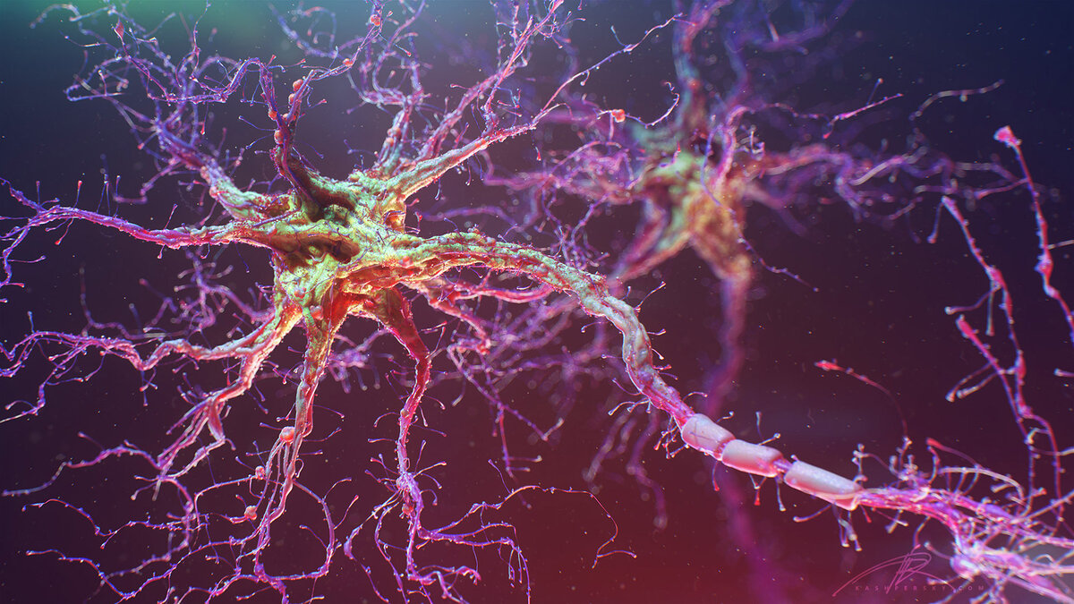 Нейрон. Источник фото: naked-science.ru