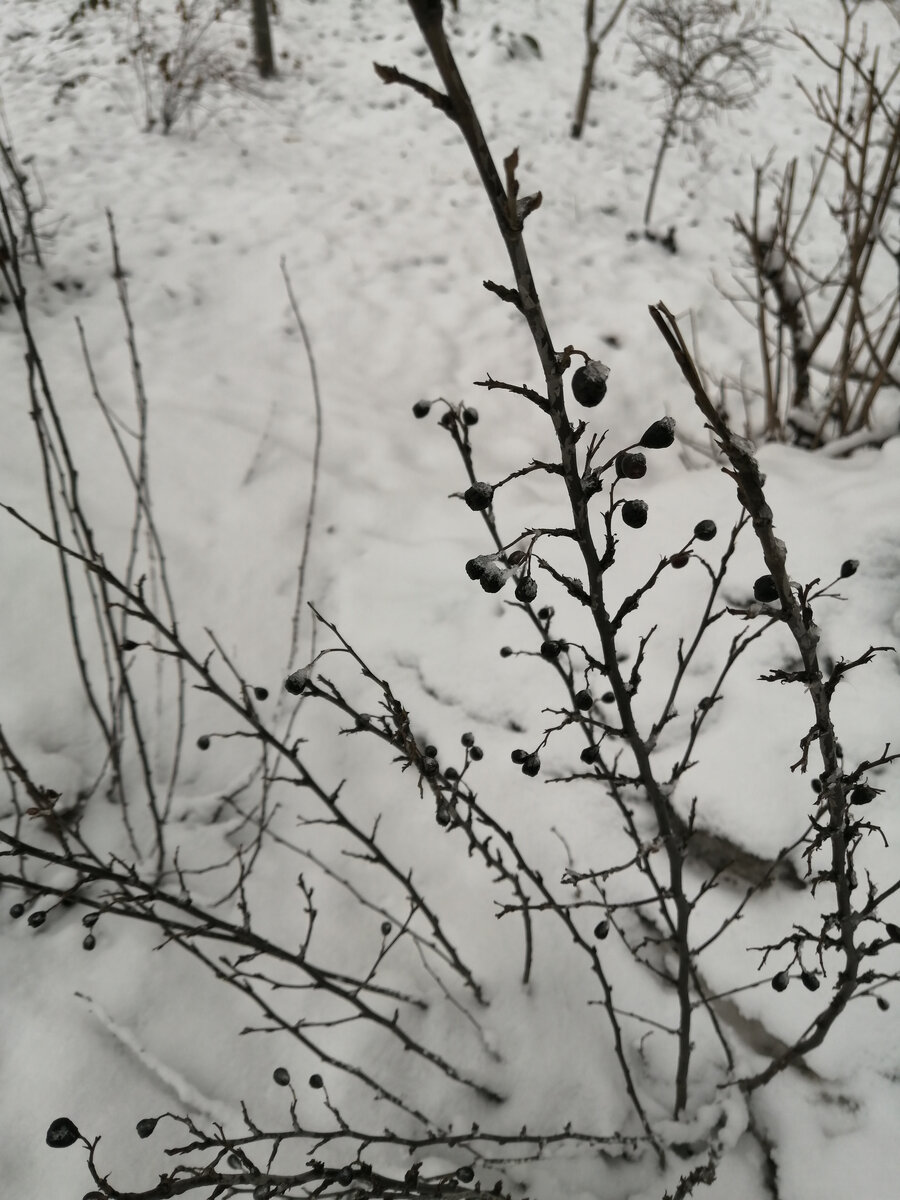 Чёрные ягодки вроде бы не ядовитые. Но попробовать не предлагаю. Кизильник?