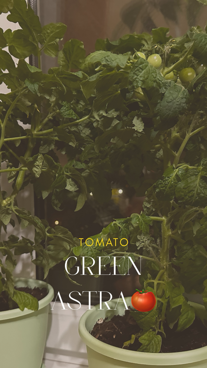  Мои помидоры сорта Балконное Чудо