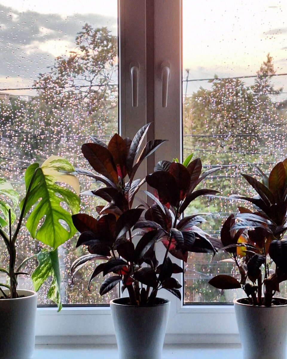 Кротоны миссис айстон и монстера альба