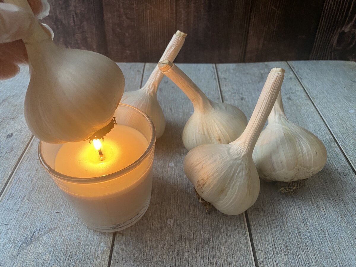 Для удобства процесса заранее не обрезаем стебель коротко