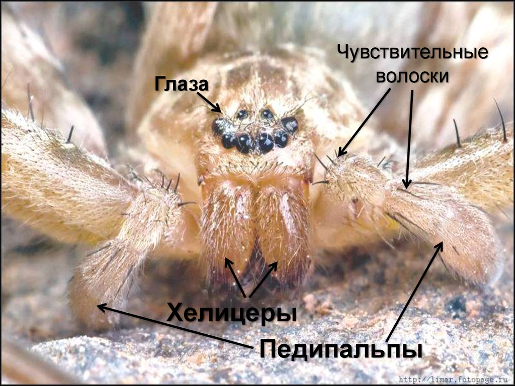 Органы чувств паука крестовика. Педипальпы паука строение. Хелицеры и педипальпы паука строение. Паук крестовик хелицеры. Сольпуга педипальпы.